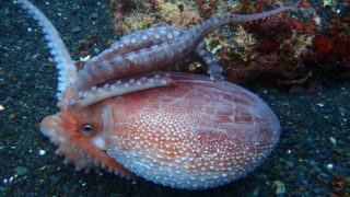 アミダコ現る | 伊豆大島ミスタードルフィンダイビングサービス